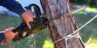 Best Arborist Consultation Services  in Agua Dulce, TX
