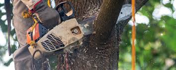 Best Tree Disease Treatment  in Agua Dulce, TX