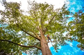 How Our Tree Care Process Works  in  Agua Dulce, TX