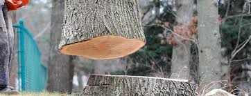  Agua Dulce, TX Tree Services Pros