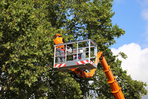 Professional Tree Services in Agua Dulce, TX