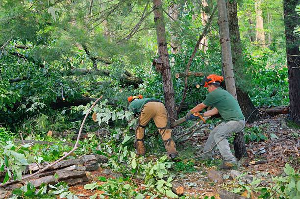 Best Tree Mulching  in Agua Dulce, TX