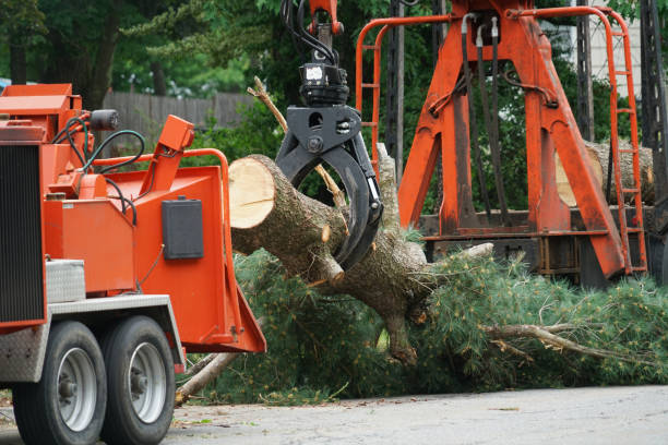 Best Tree Trimming and Pruning  in Agua Dulce, TX