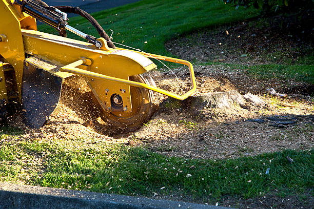 Best Aeration Services  in Agua Dulce, TX