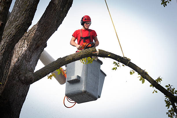 Best Fruit Tree Pruning  in Agua Dulce, TX