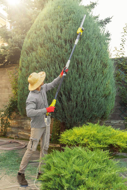 Best Landscape Design and Installation  in Agua Dulce, TX